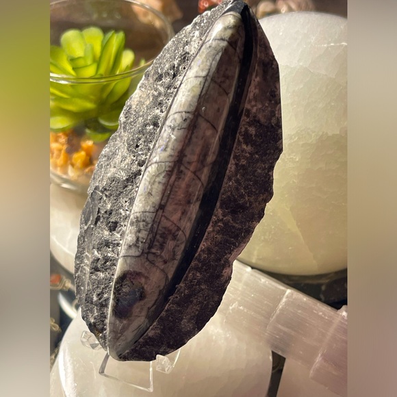 Authentic orthoceras fossils preserved in a rock matrix - Picture 1 of 12